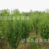基地常年批發供應河南叢生木槿灌木 木槿樹苗 1.5米高