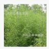 青竹苗 竹類植物 景觀工程竹苗 綠化工程 竹子苗