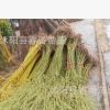 黃金柳 青皮垂柳 垂柳 柳樹苗 垂楊柳樹苗 垂柳苗