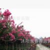 出售綠化苗木 百日紅 2公分紫薇苗 紅花紫薇小苗