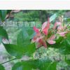 供應學校道路廠房公園綠化苗木 五角楓小苗 規格齊全