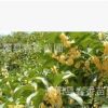 直銷桂花苗 四季桂樹苗 四季桂小苗 四季常青沉香桂 小苗