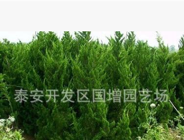 綠化樹苗批發 龍柏 龍柏苗 龍柏苗木 小龍柏 龍柏球 龍柏柱