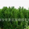 綠化樹苗批發(fā) 龍柏 龍柏苗 龍柏苗木 小龍柏 龍柏球 龍柏柱