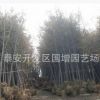 批發(fā)綠化苗木銀杏苗 銀杏小苗 白果苗 銀杏樹苗規(guī)格齊全