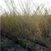 園林綠化苗木小喬木觀花植物垂絲海棠成品苗海棠苗