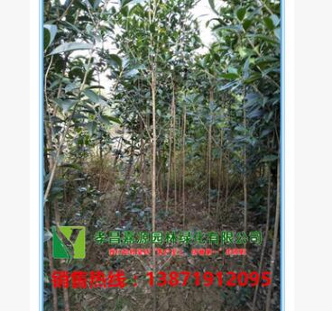 基地直銷批發嫁接八月桂 四季桂 丹桂 金桂直徑2公分帶土球桂花樹