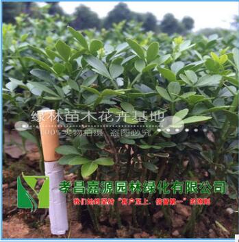 當年生奶苗枸橘苗枳殼苗綠籬帶刺樹苗枳實苗嫁接砧木高10公分