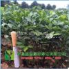 當(dāng)年生奶苗枸橘苗枳殼苗綠籬帶刺樹苗枳實苗嫁接砧木高10公分