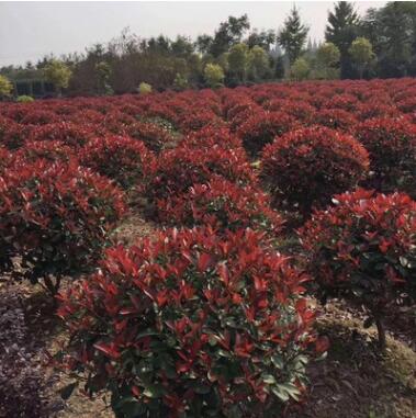 基地批發紅葉石楠球紅繼木球金邊黃楊球金葉女貞球