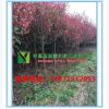 工程樹鄉村綠化樹 苗行道樹紅葉石楠直徑2 3 4公分紅葉石楠帶土球