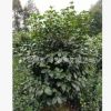批發苗圃種植四川成都茶花球，50-80cm，叢生茶花，綠化苗木基地