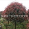 批發苗圃種植四川成都紅葉石楠樹，綠化苗木基地直銷