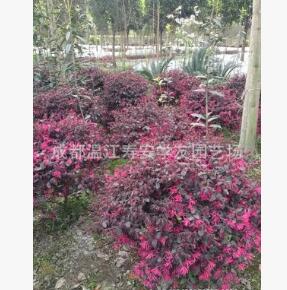 批發苗圃種植四川成都紅繼木球，紅花繼木球