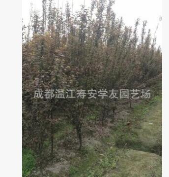 批發四川成都苗圃種植叢生紅葉李籠子，叢生紫葉李籠子