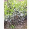 批發苗圃種植四川成都海桐小苗，七里香小苗