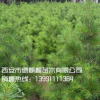 白皮松 正源苗圃 綠麒麟 藍田 白皮松小苗 白皮松小苗30-50公分