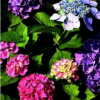 繡球八仙花 蕭山苗圃直銷 大量批發 各種規格 綠化工程