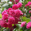 大花月季 蕭山直銷 品種月季 紅帽子 薔薇月季 基地直銷 豐花月季