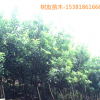 【樹友苗木】現(xiàn)貨3年東魁楊梅苗大果東魁楊梅種苗臺州苗木