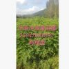 優(yōu)質(zhì)苗木刺槐，紫穗槐，大量批發(fā)刺槐小苗