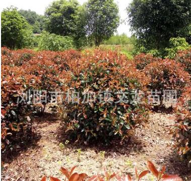 基地直銷 紅葉石楠球獨桿紅葉石楠園林工程綠化苗木常綠園林綠化