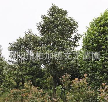 基地直銷 廣玉蘭 喬木綠化人行道樹工程綠化觀賞凈化風景