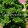 專業苗圃批發造型榆樹 異形配景榆樹 精品造型榆樹現貨供應