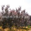 熱銷推薦紅葉李 市政綠化工程喬木精品紅葉李 自家苗圃專業種植