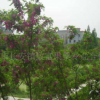 供應3-8公分 香花槐