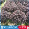 紅花繼木盆栽 規格齊全 園林綠化工程 紫色地被