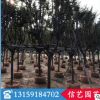 小葉紫薇價格 福建基地直銷 多規格供應
