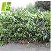 供應(yīng)優(yōu)質(zhì)冬青樹 珊瑚樹 基地直銷庭院綠植苗木法國冬青 批發(fā)