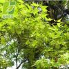 基地直銷雞爪槭樹苗 優(yōu)質(zhì)雞爪槭 綠化工程苗 青楓樹規(guī)格齊全