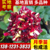 批發大盆栽品種月季 歐月 爬藤月季 樹狀月季花苗 嫁接月季苗基地