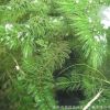 基地供應水生植物 金魚藻 凈化水質養魚 沉水植物 水體綠化