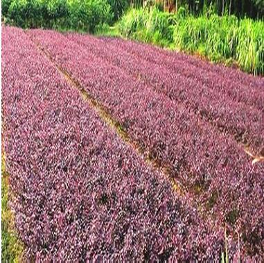 軍鴻基地供應大量護坡綠化花壇 盆栽 灌叢 地被 紅繼木