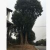 工程綠化苗木 移栽 香樟樹 叢生香樟 湖南香樟種植基地量大從優(yōu)