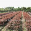 批發(fā)紅葉石楠工程苗 2年生紅葉石楠 株高50公分 冠幅25公分