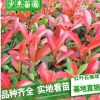 供應綠化苗木 紅葉石楠苗 石楠小苗 紅葉石楠小苗 規格齊全量大價