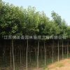 大葉女貞苗批發(fā)工程綠化苗木常綠風景樹 高桿女貞造型樹苗