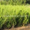 龍柏小苗批發(fā)色塊灌叢工程綠化苗木龍柏 市政園林塔柏 造型龍柏球