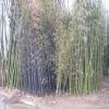 批發綠化苗耐寒性強 對土要求不嚴 直徑1-5cm早園竹 喜光耐陰