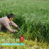 觀賞竹 米竹 鳳尾竹 室內桌面高檔盆栽 竹子微型盆景四季常青植物