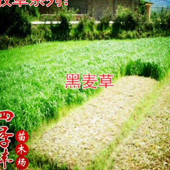 2016紫花苜蓿草 南方牧草 北方耐寒牛羊兔喂養(yǎng)專用