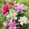 香水百合種球帶芽四季綠植盆栽花卉種子室內外陽臺花苗大種球