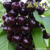 矮化大櫻桃樹 烏克蘭 美早櫻桃樹苗盆栽地栽櫻桃苗當年結果苗