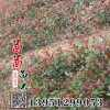 供應園林綠化苗木紅葉石楠球 紅葉石楠 工程綠化苗蓬徑80公分以上