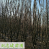 基地直銷西府海棠 園林工程 西府海棠 規格齊全 量大從優