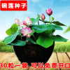 四季易播碗蓮種子開口30粒蓮花種子 迷你小荷花種子睡蓮